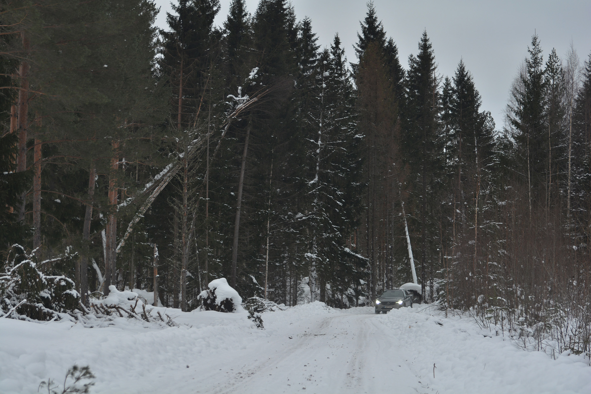 Röste.nu – Stormskadad skog i Nyfors 2026