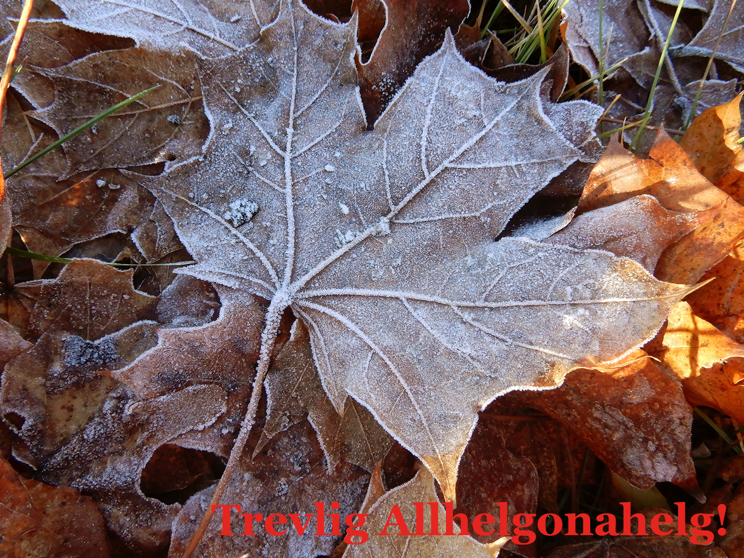 Röste.nu – Trevlig allhelgonahelg 2021