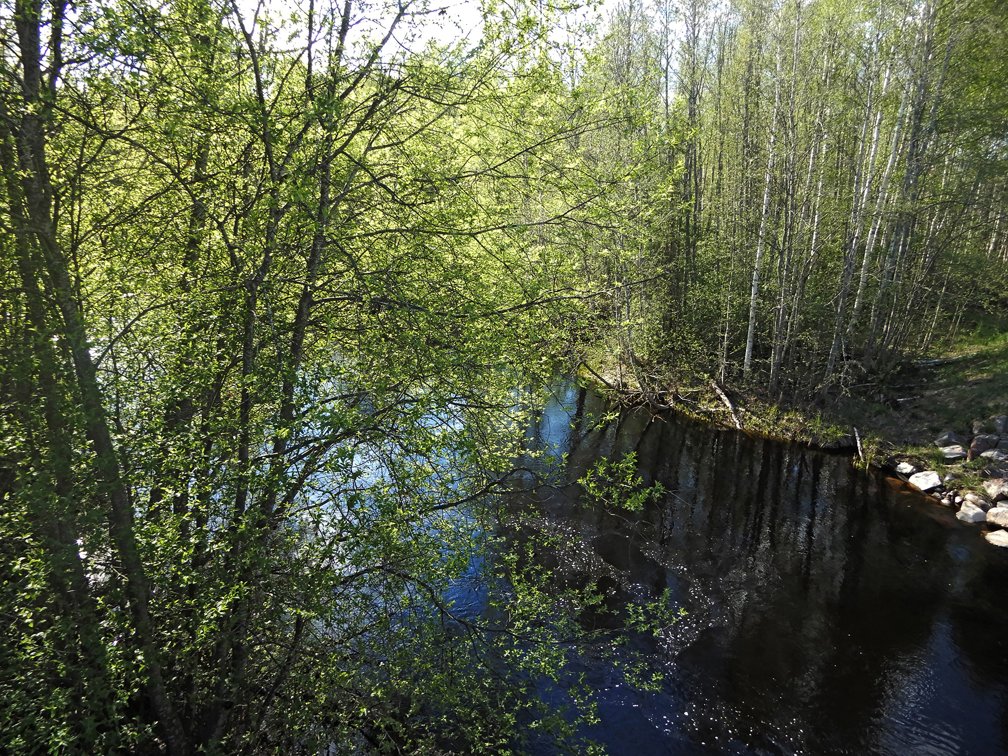 Röste.nu – Försommar vid Galvån 2024