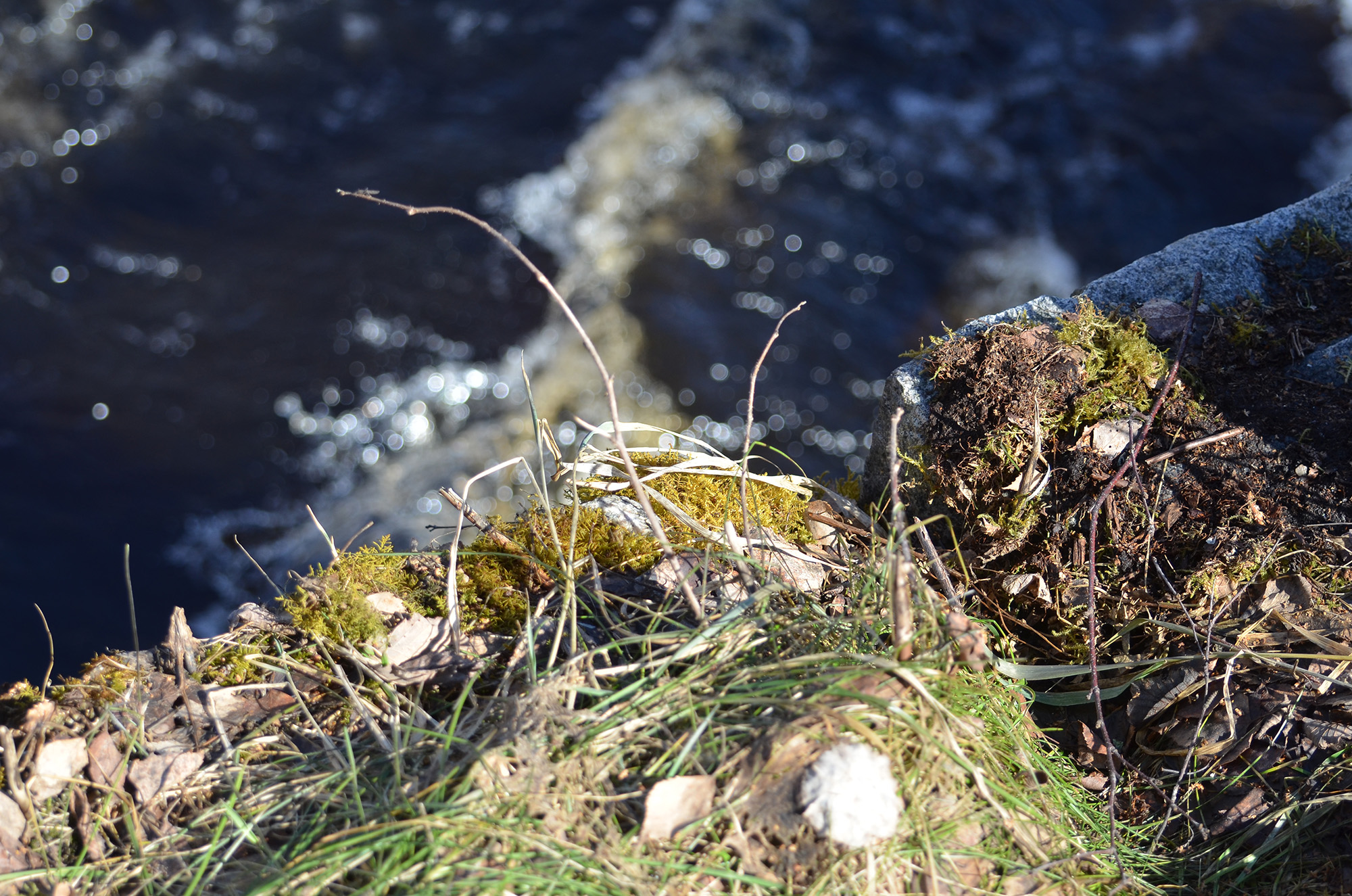 Röste.nu – Vår vid Galvåns gamla brofäste 2024/