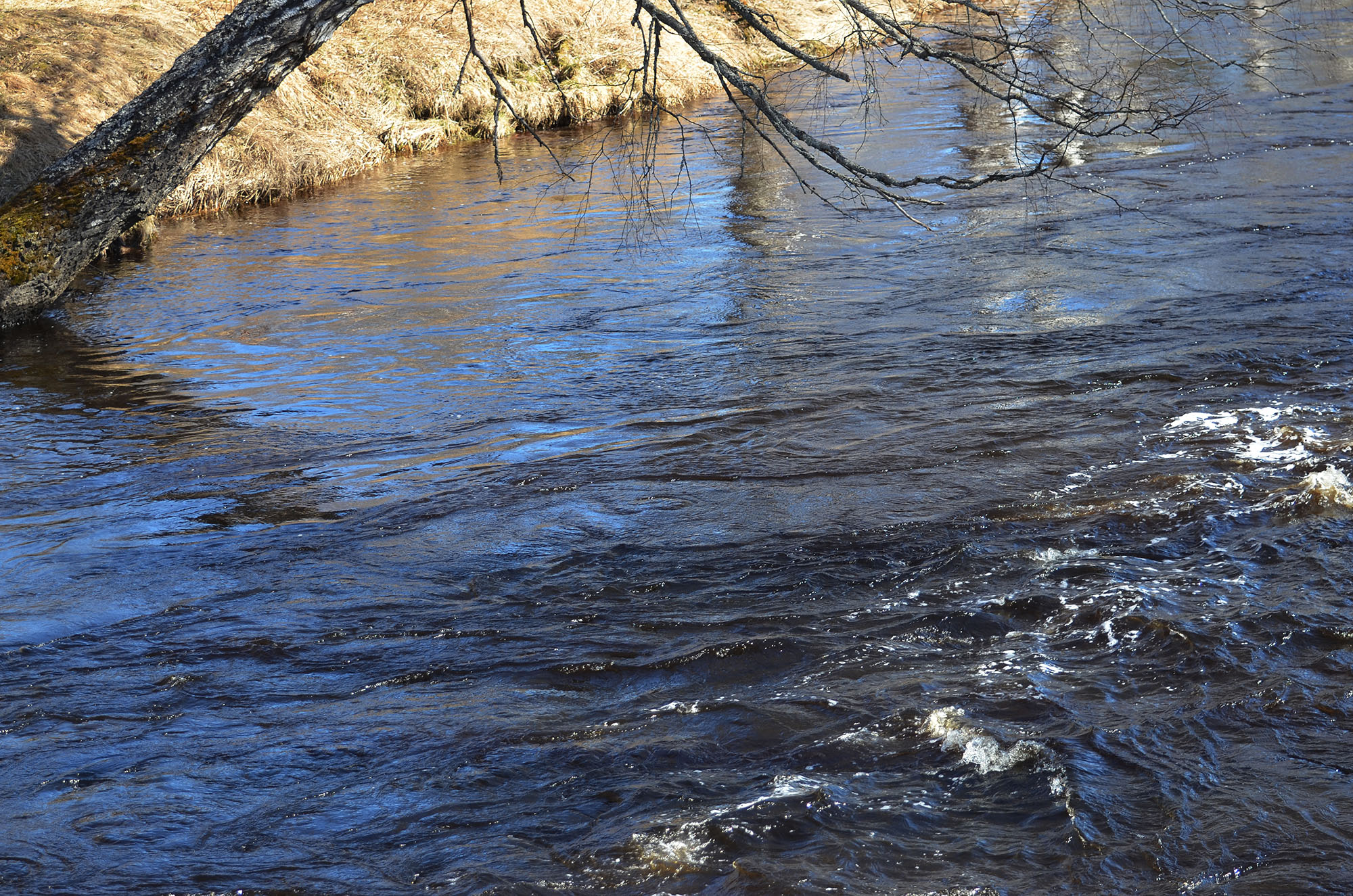 Röste.nu – Vår vid Galvåns gamla brofäste 2024/