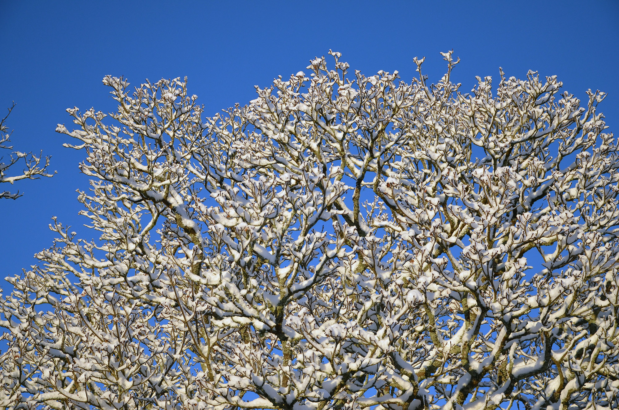 Röste.nu – Vintervyer i Röste 2021