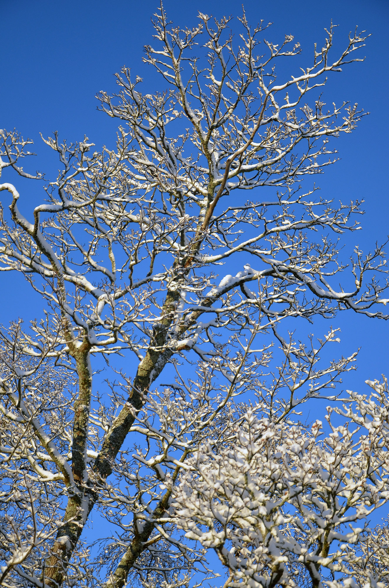 Röste.nu – Vintervyer i Röste 2021