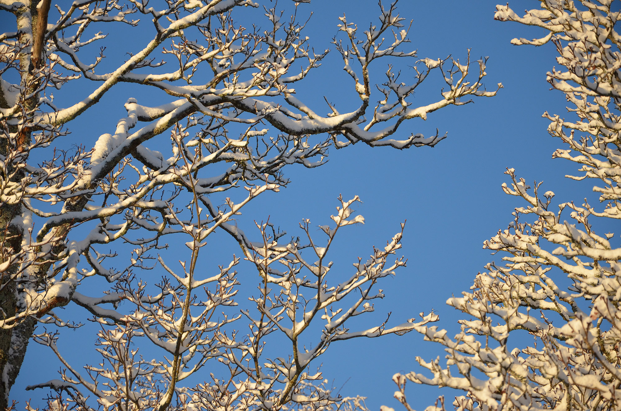 Röste.nu – Vintervyer i Röste 2021