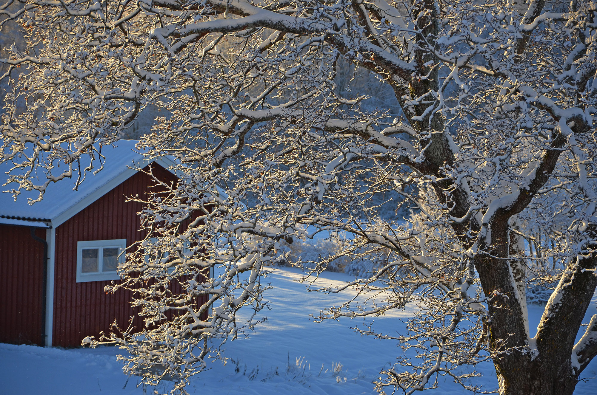 Röste.nu – Vintervyer i Röste 2021